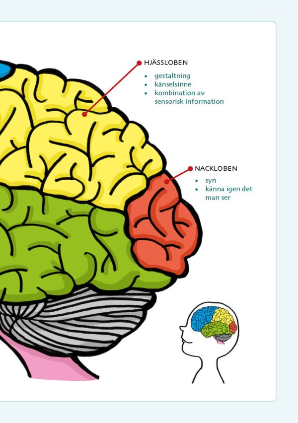 Kuva aivoista, jossa on merkittynä ruotsiksi päälaen- ja takaraivolohko.